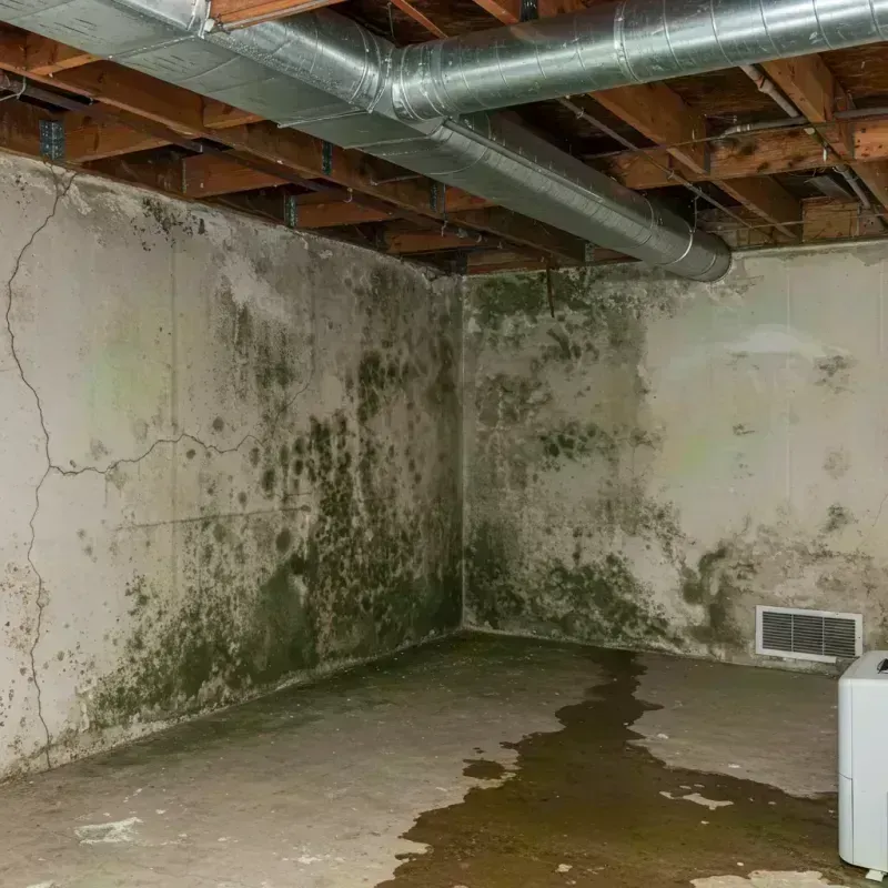 Professional Mold Removal in Hopkins County, TX